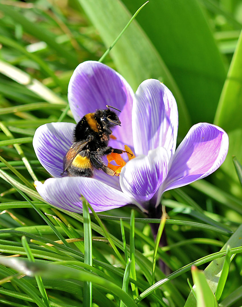 Krokus mit Hummel