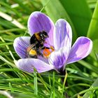 Krokus mit Hummel