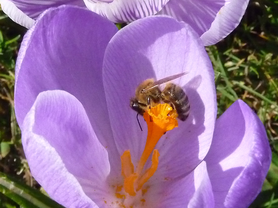 Krokus mit Innenleben