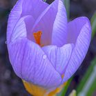 Krokus mit letztem Morgentau