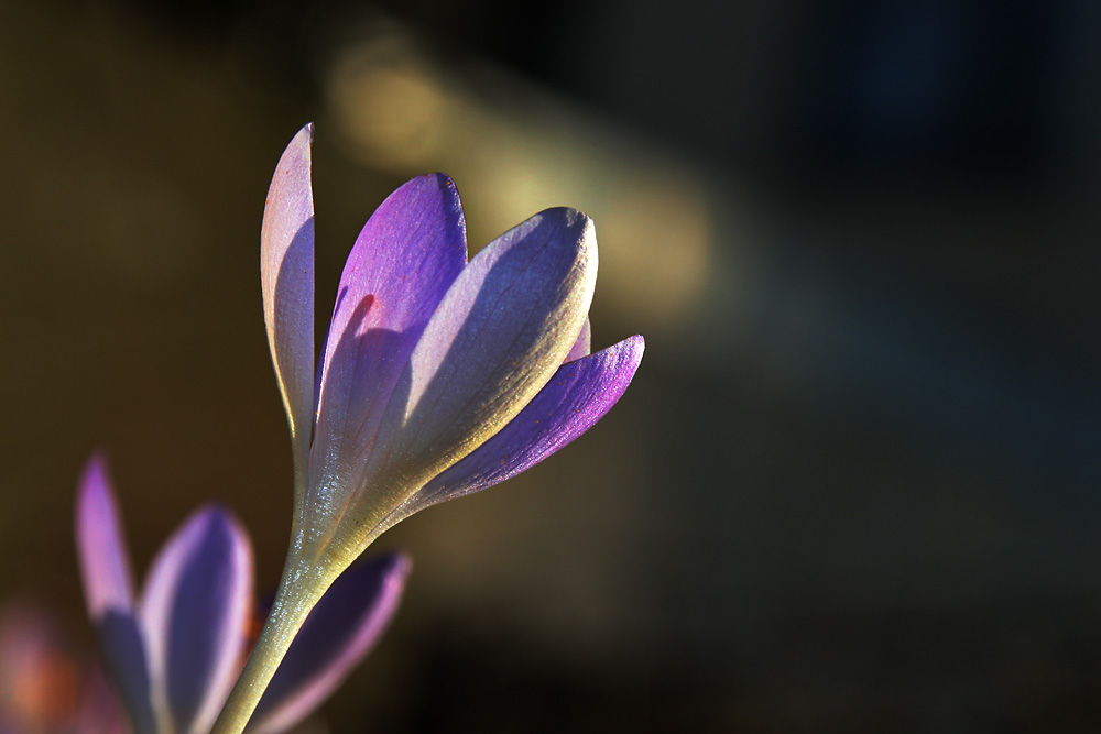 Krokus mit Licht-Spot