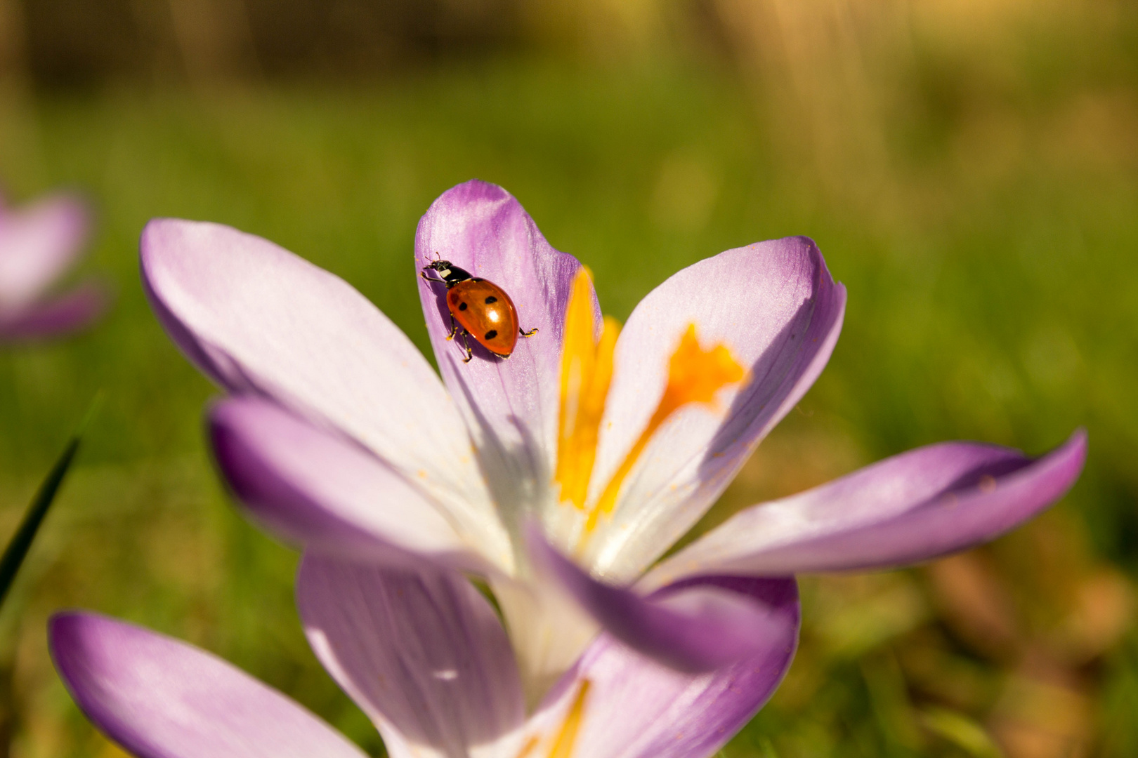 Krokus mit Marienkäfer