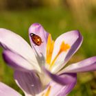 Krokus mit Marienkäfer