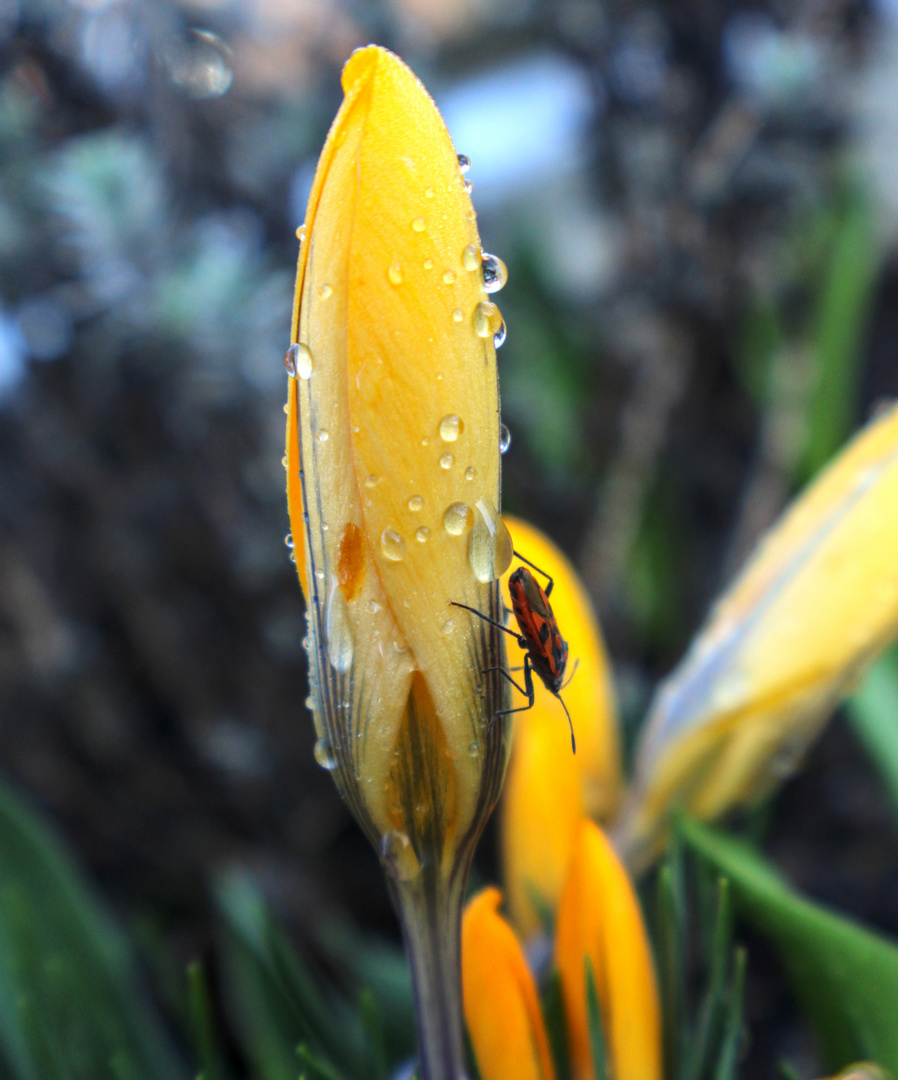 Krokus mit Regentropfen 