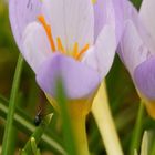 Krokus mit Rüsselkäfer (vergrößern bitte)