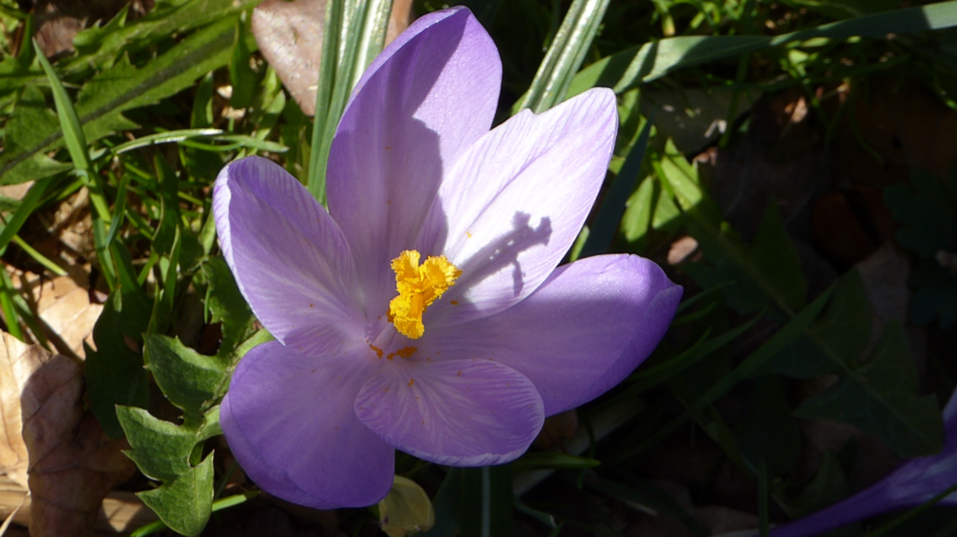 Krokus mit Schattenspiel an der Lichtentaler Allee