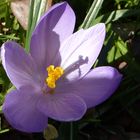 Krokus mit Schattenspiel an der Lichtentaler Allee