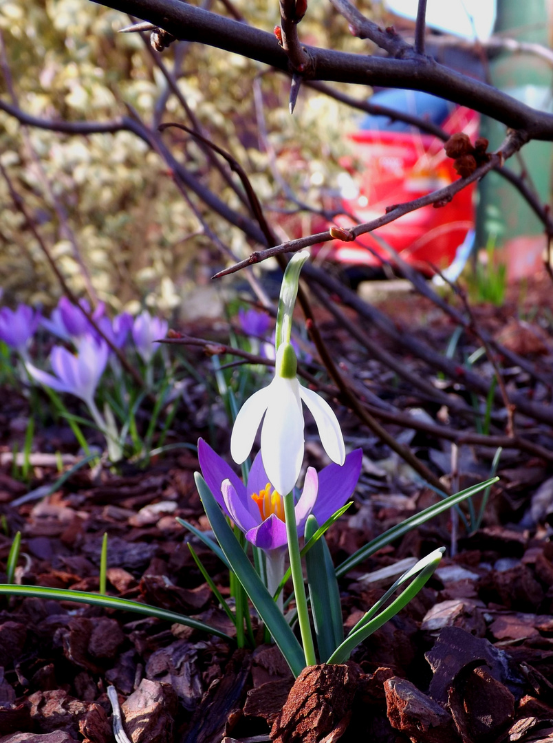 Krokus mit Schneeglöckchen