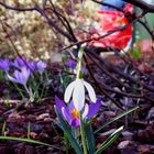 Krokus mit Schneeglöckchen