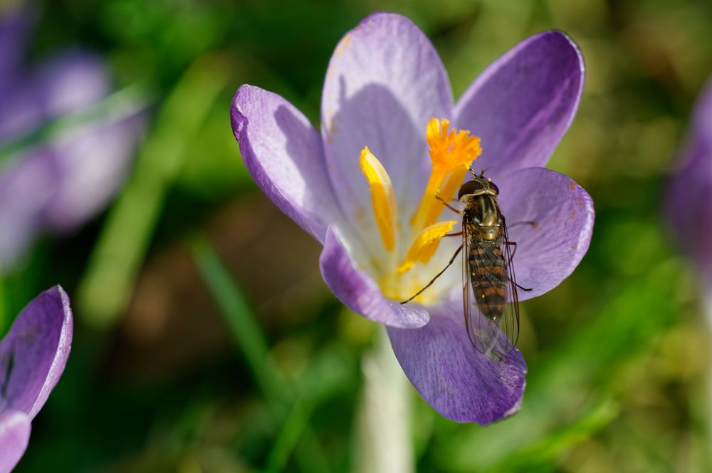 Krokus mit Schwebfliege