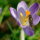 Krokus mit Schwebfliege