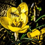 Krokus mit Schwebfliege