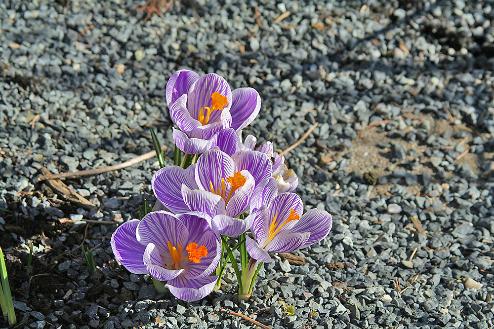 Krokus mit Sonne