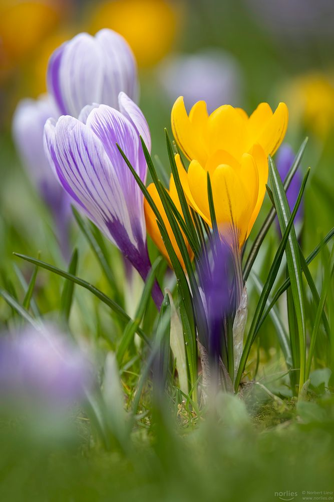 Krokus mit Streifen