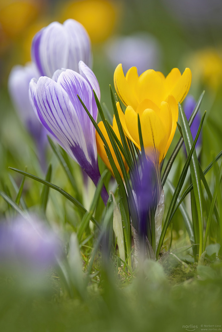 Krokus mit Streifen