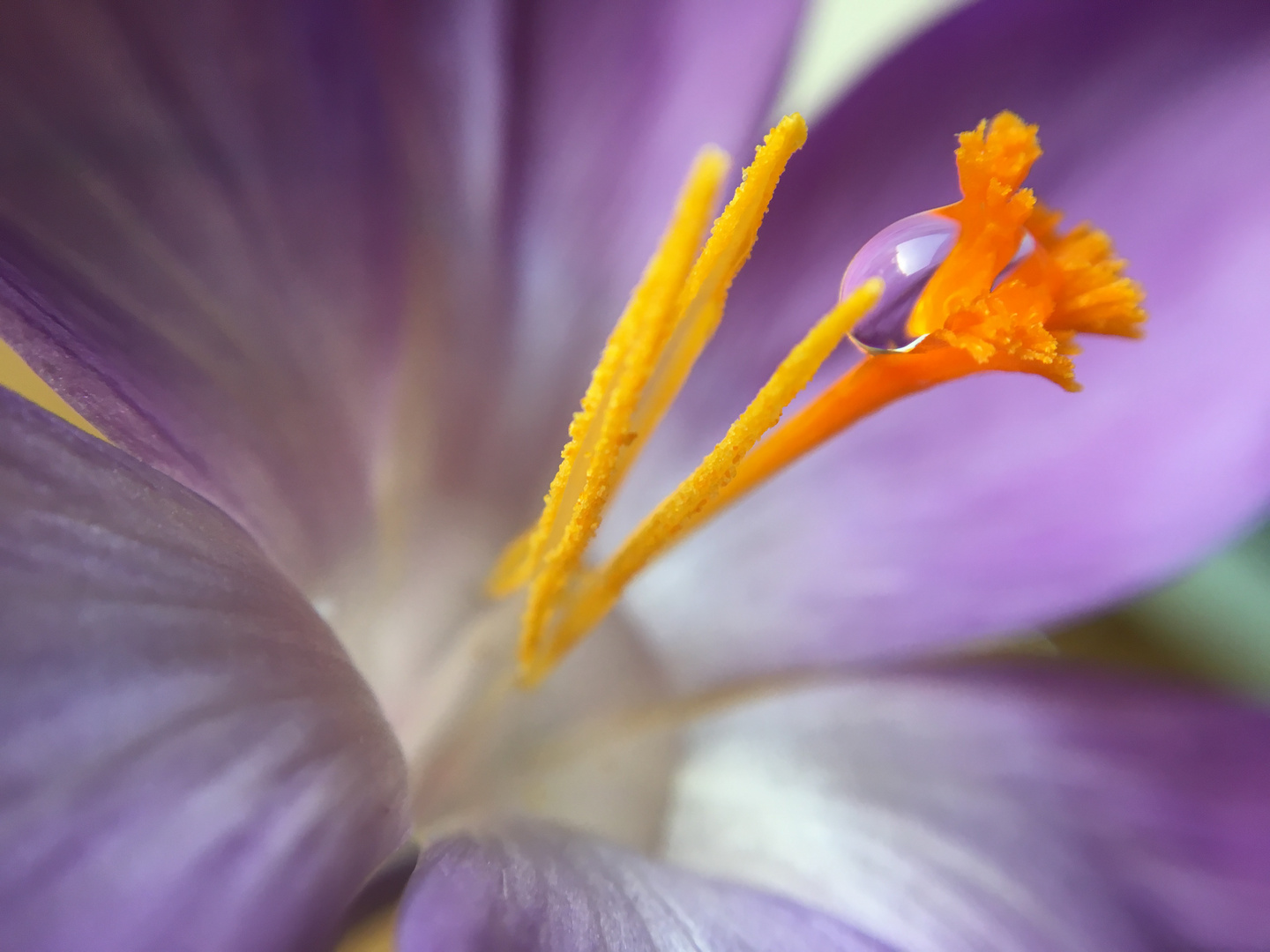 Krokus mit Träne