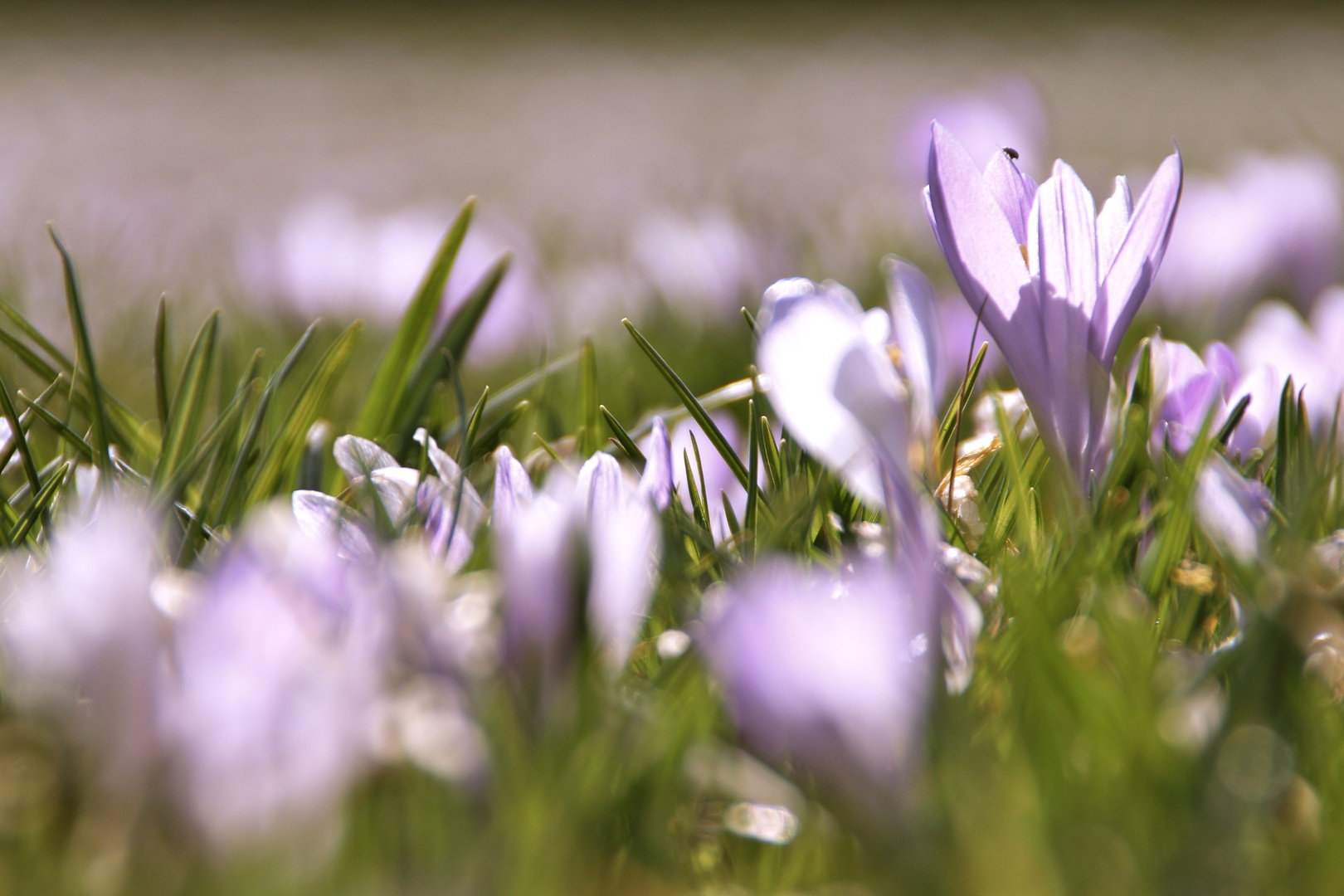 Krokus mit unbekanntem Flugobjekt