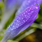 Krokus mit Wasserperlen