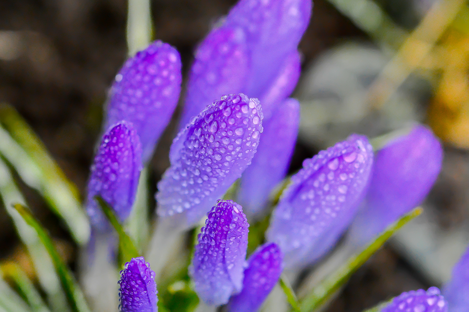 Krokus mit Wasserperlen II