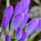 Krokus mit Wasserperlen II