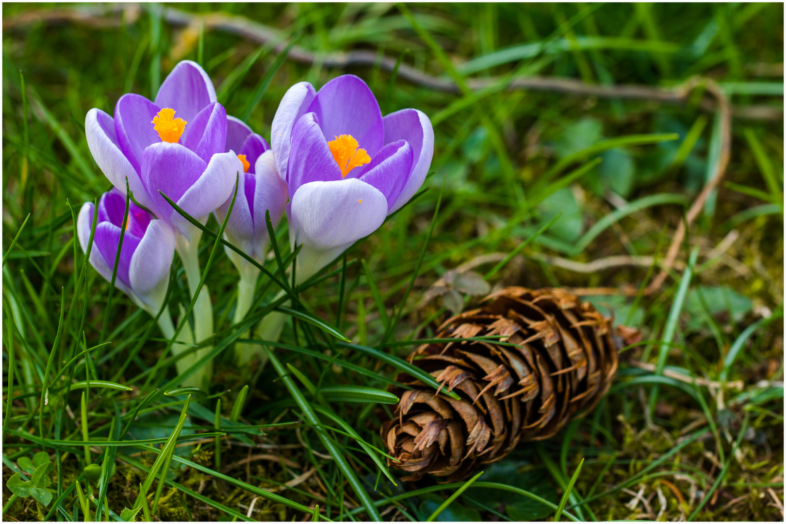 Krokus mit Zapfen in Nachbars Garten