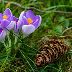 Krokus mit Zapfen in Nachbars Garten