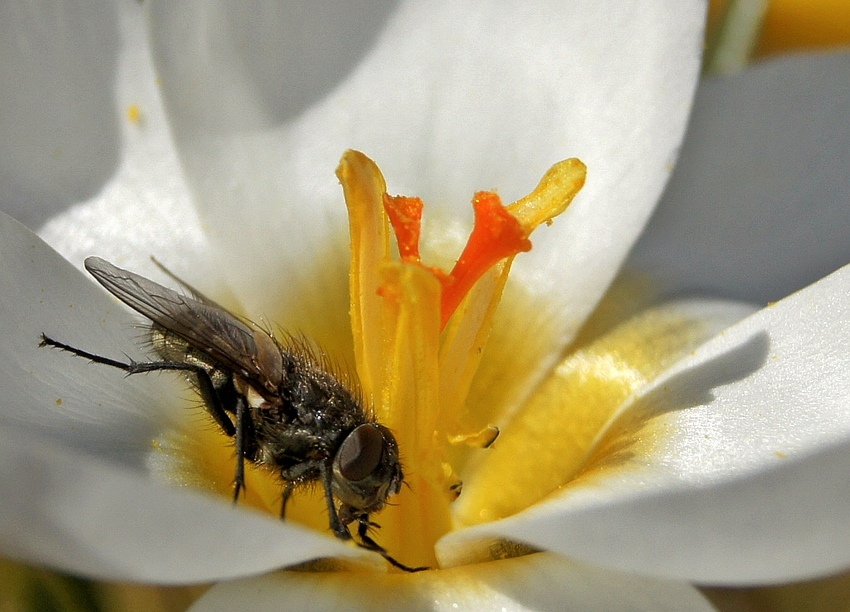 Krokus mt Besuch