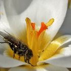 Krokus mt Besuch