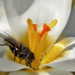 Krokus mt Besuch