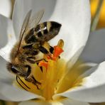 Krokus mt Besuch II