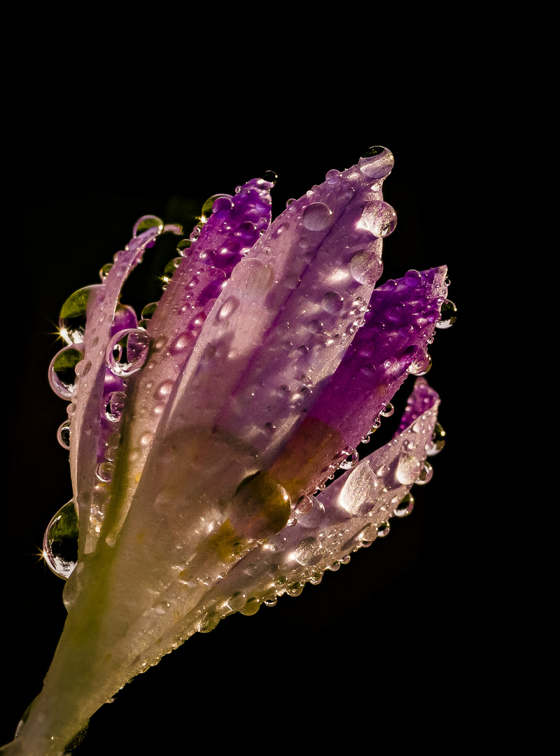 Krokus, nach dem Regen...