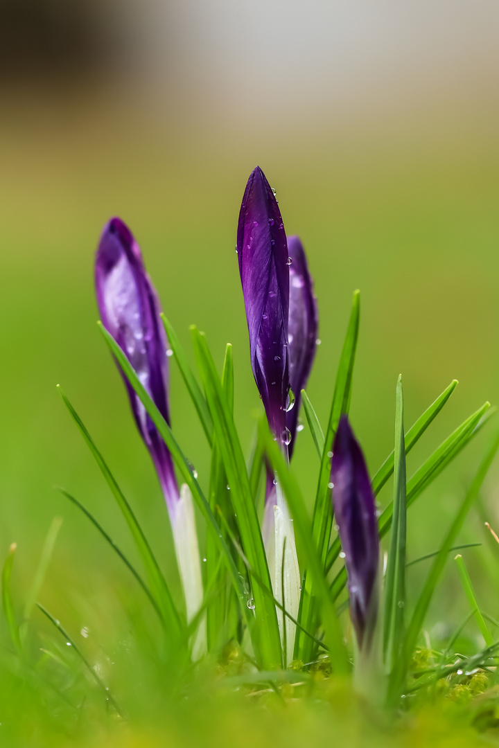 Krokus nach dem Regen