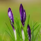 Krokus nach dem Regen