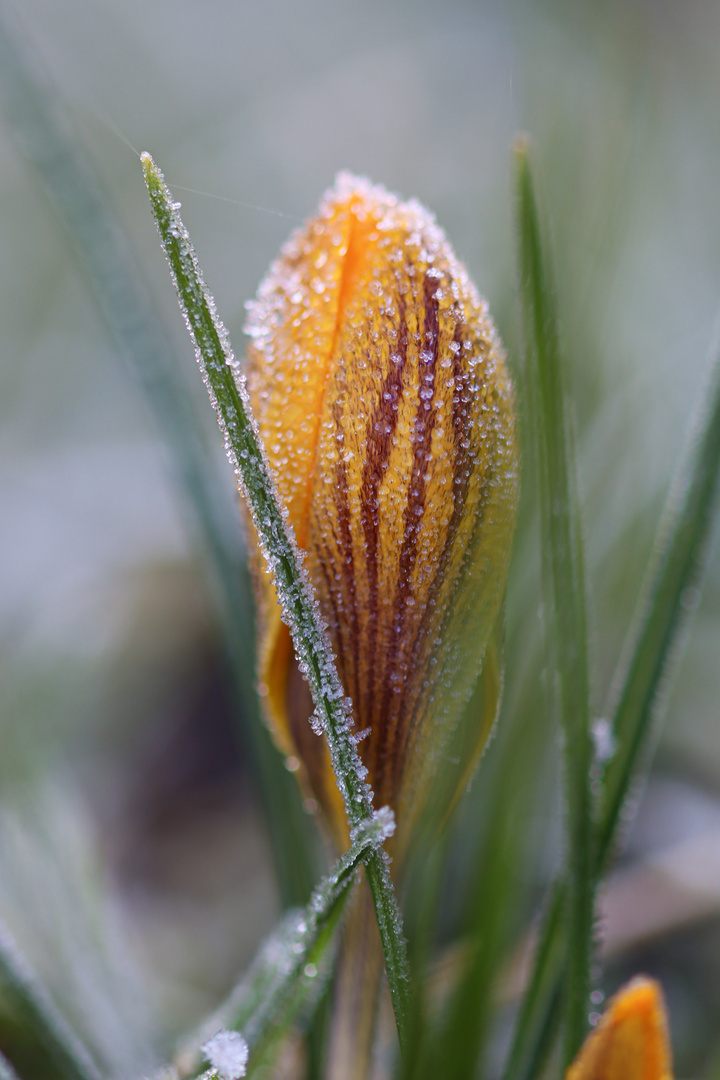 Krokus nach frostiger Nacht