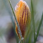 Krokus nach frostiger Nacht