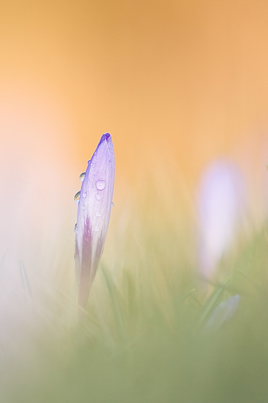 krokus nach frühlingsregen