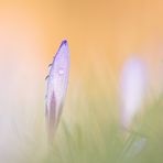 krokus nach frühlingsregen