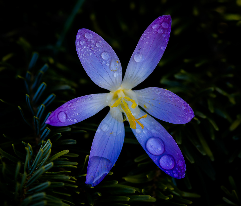 Krokus nach Regenschauer