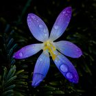 Krokus nach Regenschauer