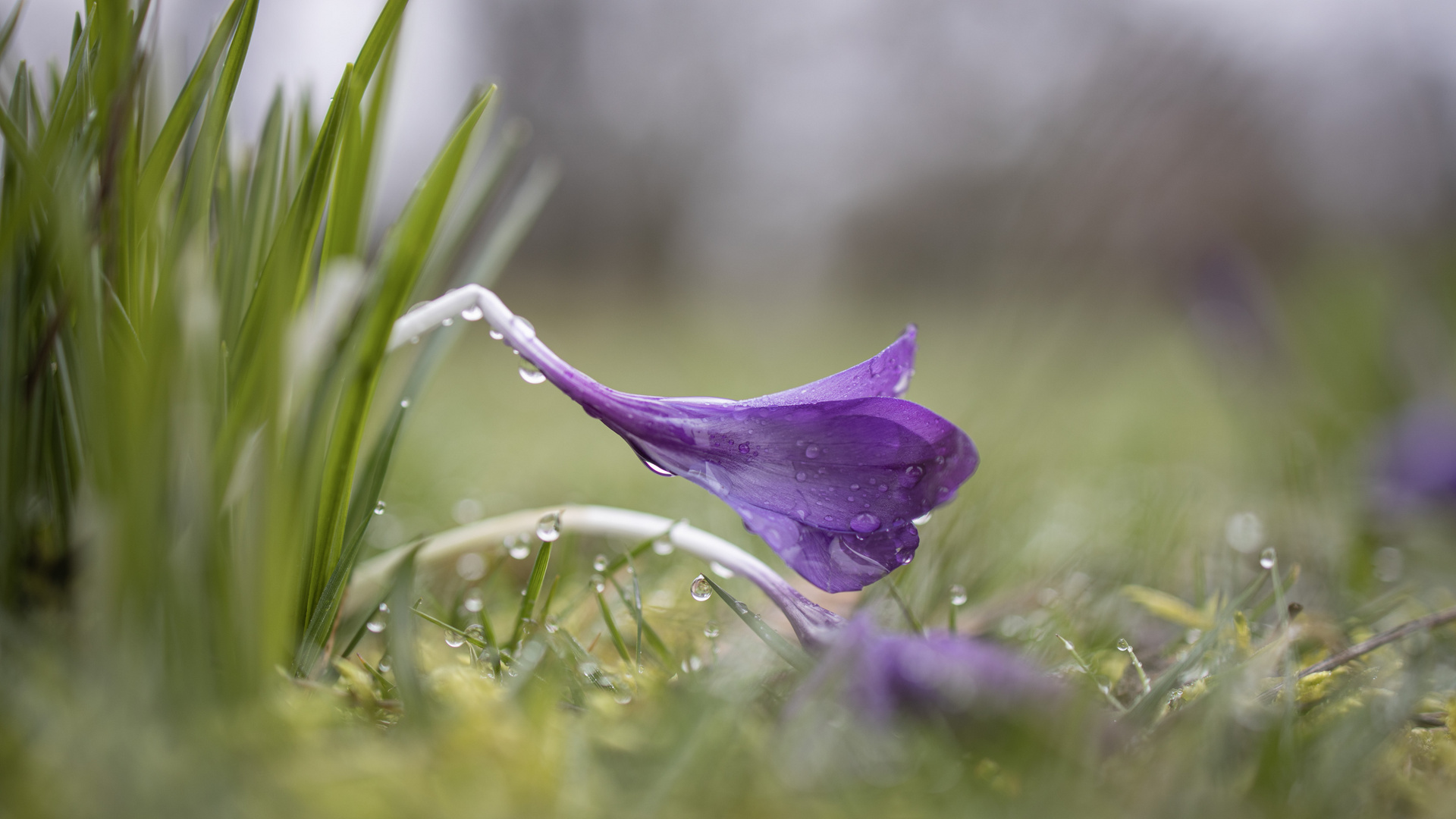 Krokus, naß