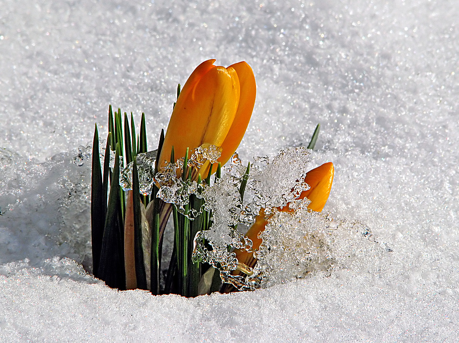 Krokus on the Rocks