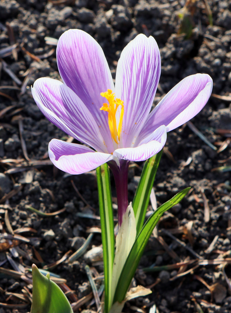 Krokus 'Pickwick'