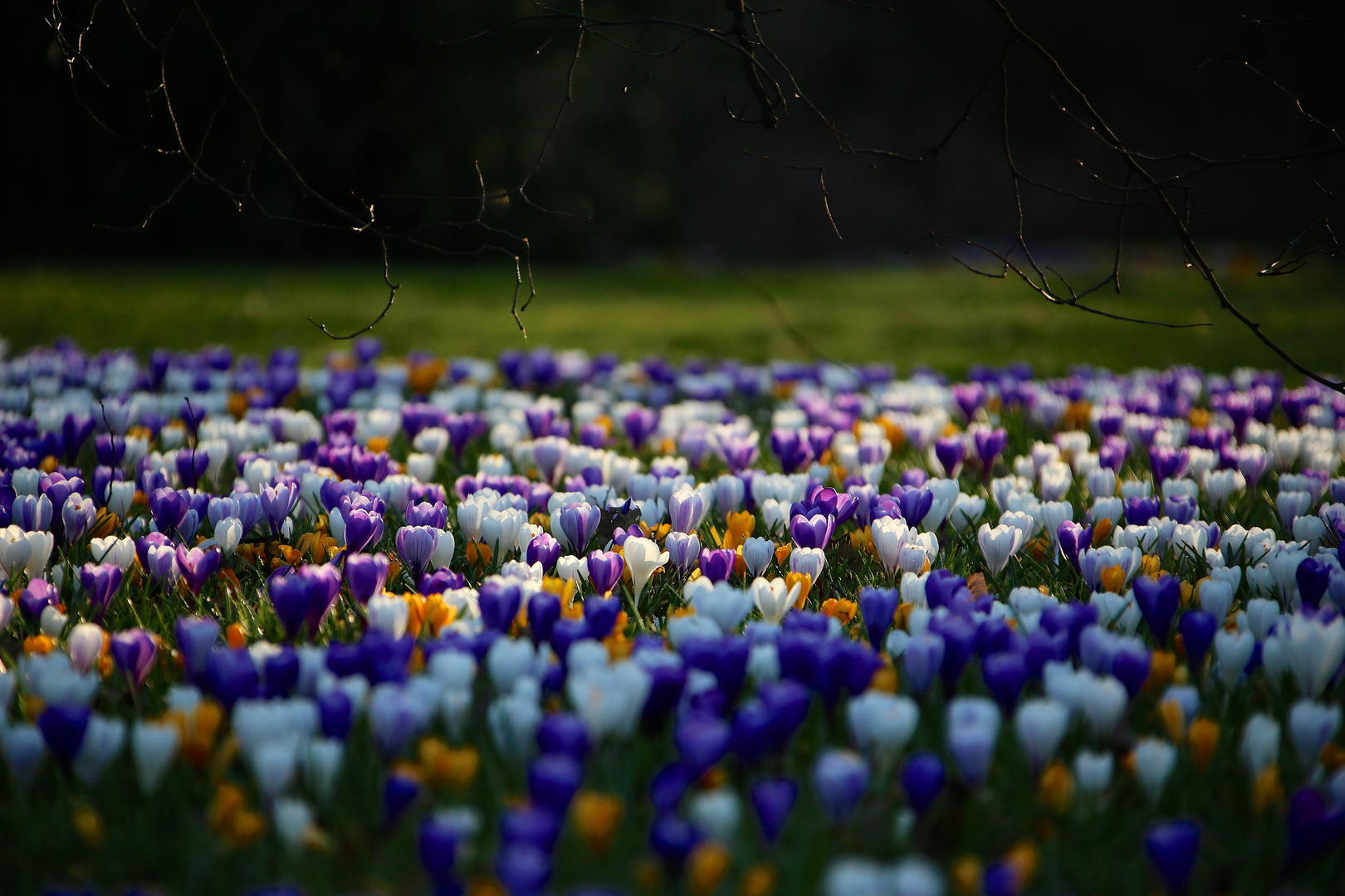 Krokus-Pracht im Park