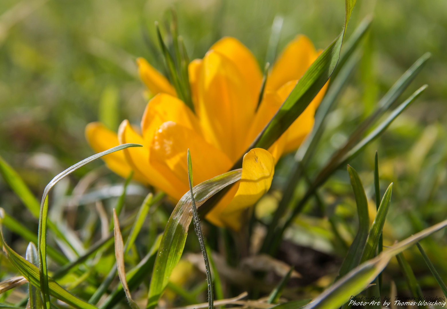 Krokus Schärfe liegt aber nur auf dem Grashalm