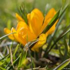 Krokus Schärfe liegt aber nur auf dem Grashalm