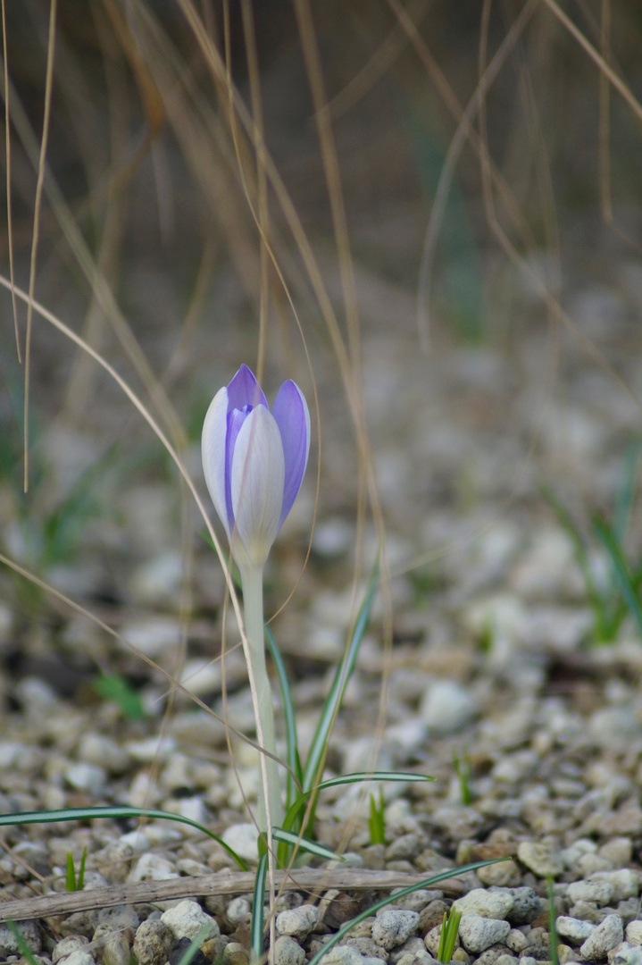 Krokus setzt sich durch 