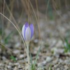 Krokus setzt sich durch 