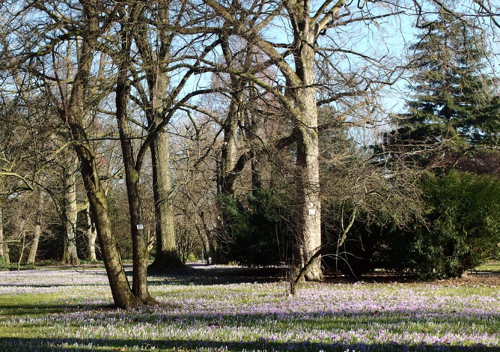 Krokus, so weit das Auge reicht