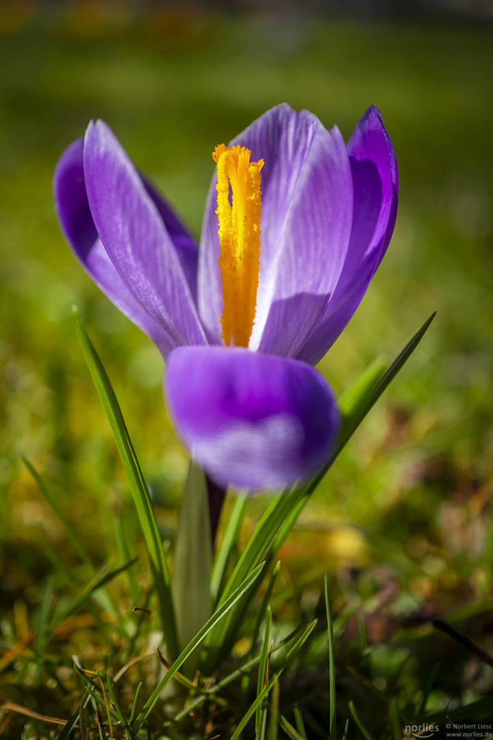 Krokus solitär