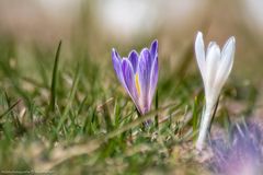 Krokus Sommeralm